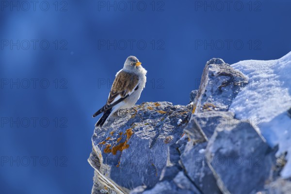 Snowfinch (Montifringilla nivalis), sitting on a sunlit rock, clear blue sky, Gemmi Pass, Leukerbad, Leuk, Valais, Switzerland, Europe