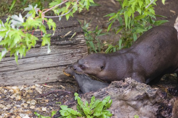 An adult giant otter or giant river otter (Pteronura brasiliensis) runs over a log on the riverbank carrying a 2-month-old young around in its mouth