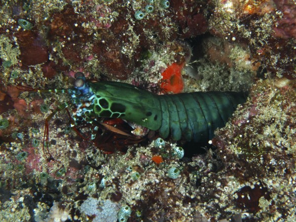 Bright green mantis shrimp, clown mantis shrimp (Odontodactylus scyllarus), in a rocky underwater habitat, dive site SD, Nusa Ceningan, Nusa Penida, Bali, Indonesia, Asia