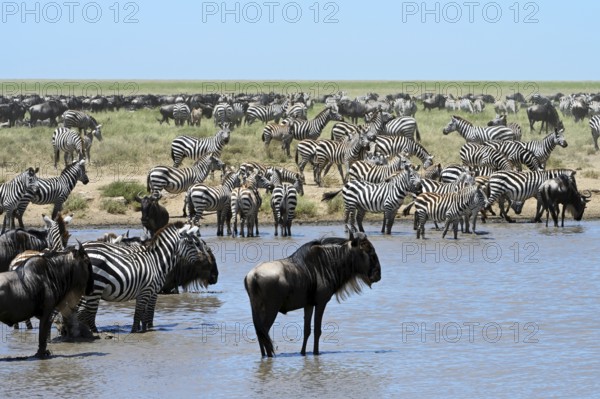 Blue wildebeests (Connochaetes taurinus) and zebras (Equus burchelli) by the pond, Serengeti National Park, Tanzania, Africa