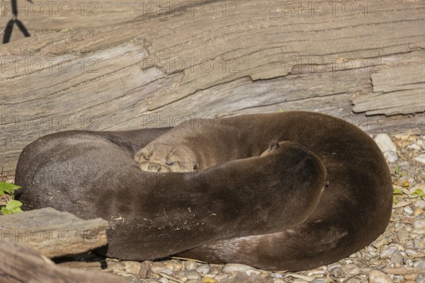 Yin and yang. Two giant otter or giant river otter (Pteronura brasiliensis) male and female, resting on the river bank