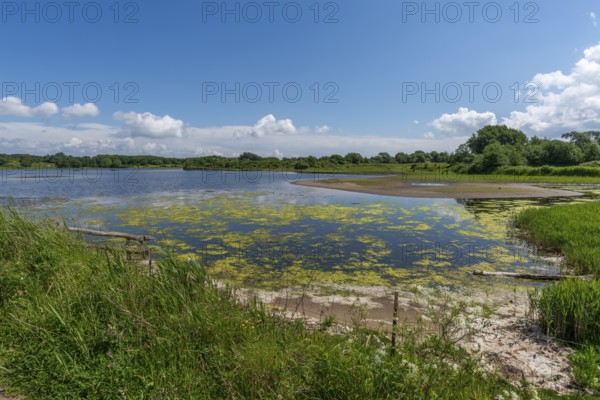 Small Noor in the nature reserve Holnis peninsula, nature reserve on the Flensburg Fjord, inland lake with connection to the fjord, reed shore, blue sky, white clouds, Glücksburg, Schleswig-Holstein, Germany, Europe