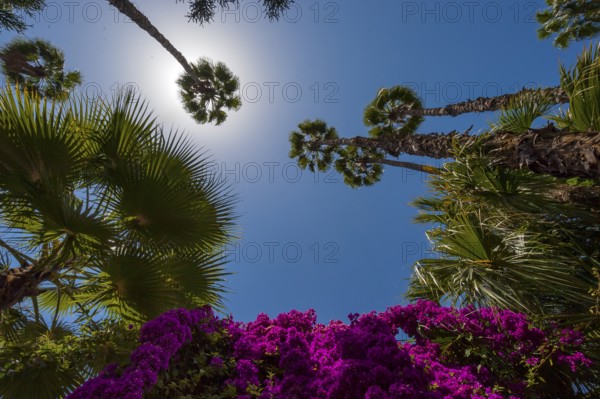Palm trees in the Majorelle Garden, botany, palm, flora, backlight, sun, summer, flower, plant, botany, forest, tropical, climate, tree, park, attraction, travel, holiday, Marrakech, Morocco, Africa