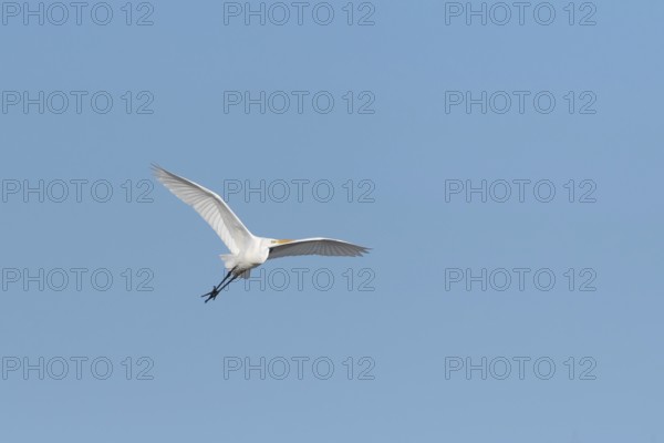 Great egret (Ardea alba) in flight in the sky, Bas-Rhin, Alsace, Grand Est, France, Europe