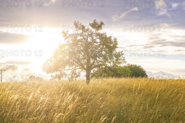 Beautiful solitary tree in the field at sunset with golden rays, Gechingen, Black Forest, Germany, Europe