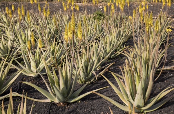 Aloe vera plants growing in field, Oliva, Fuerteventura, Canary Islands, Spain, Europe