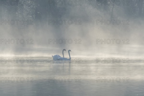 Mute swan (Cygnus olor) silhouette in the morning mist on the water of a lake. Bas-Rhin, Alsace, Grand Est, France, Europe
