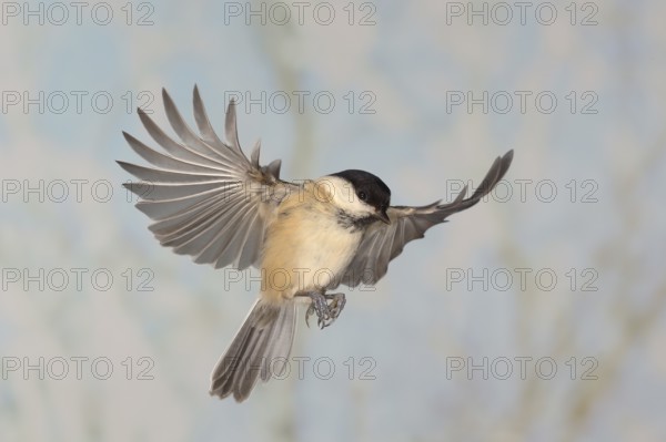 Willow Tit (Parus montanus), in flight, high speed aerial photograph, winter, animals, birds, Siegerland, North Rhine-Westphalia, Germany, Europe