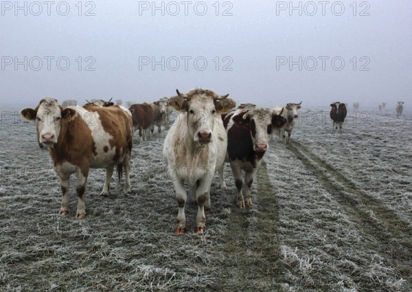 Cattle standing in dense fog on a pasture, Teschendorf, 15 November 2012, Teschendorf, Germany, Europe