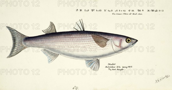 Mullet, Mugil cephalus, Mullet, fish, reproduction of an original, by Frank Edward Clarke (b. 1849, d. 1899), ichthyologist and scientific draughtsman