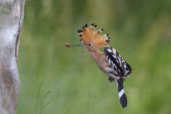 Hoopoe, (Upupa epops), approaching with prey to the breeding den, family Hoopoes, formerly raptors, Hides de El Taray / Lesser Kestr, Villafranca de los Caballeros, Castilla La Mancha / Toledo, Spain, Europe