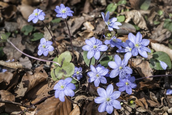 Liverwort (Hepatica nobilis), North Rhine-Westphalia, Germany, Europe
