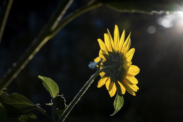 Rear view of sunflower (Helianthus annuus) in front of dark background in backlight, Copenhagen, Denmark, Europe