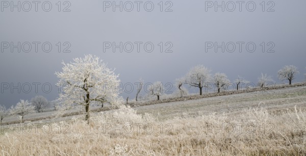 Winter landscape, trees with hoarfrost, Weinviertel near Hadres, Lower Austria, Austria, Europe