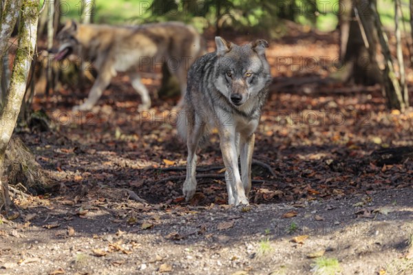 An adult male grey wolf (Canis lupus lupus) runs throung the forest on a sunny autumn day. Another wolf runs past him