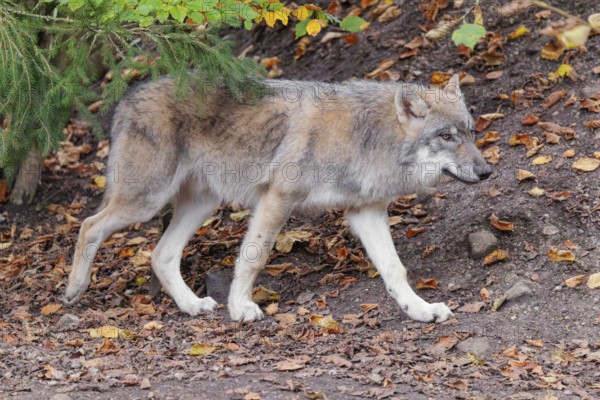 A young grey wolf (Canis lupus lupus) runs along the edge of the forest on an overcast day
