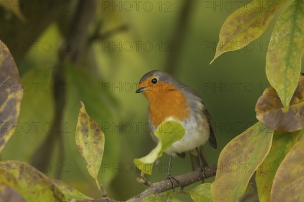 European robin (Erithacus rubecula) adult bird amongst autumn leaves of a garden Magnolia tree, Suffolk, England, United Kingdom, Europe