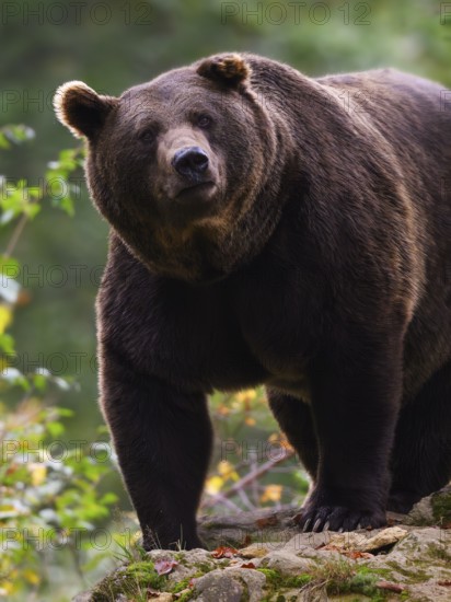 Brown bear (Ursus arctos) looking at the observer, captive, Neuschönau enclosure, Bavarian Forest National Park, Bavaria, Germany, Europe
