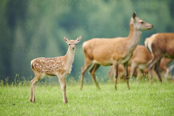 Red deer (Cervus elaphus) fawn standing on a meadow in the mountains in tirol, Kitzbühel, Wildpark Aurach, Austria, Europe