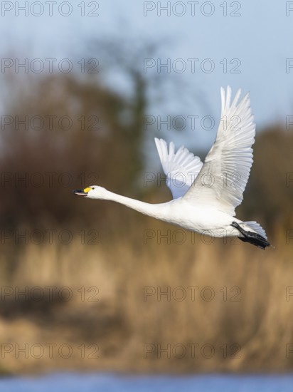 Tundra Swan, Bewick's Swan, Cygnus columbianus in flight at winter in Slimbridge, England, United Kingdom, Europe