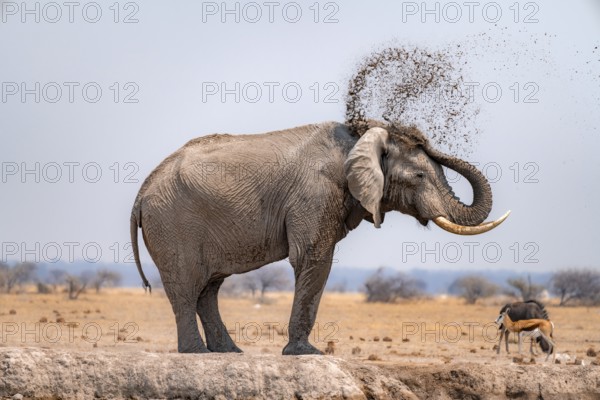 African elephant (Loxodonta africana), bathing at a waterhole, spraying water from its trunk, Nxai Pan National Park, Botswana Botswana