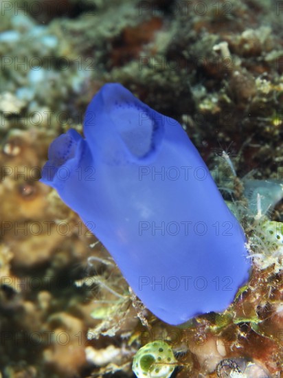 Blue Sea Squirt (Clavelina coerulea) on a coral reef in the sea, dive site Prapat, Penyapangan, Bali, Indonesia, Asia