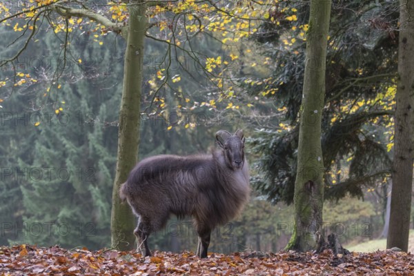 One male Himalayan Tahr (Hemitragus jemlahicus) standing in a forest. Green and yellow forest in the background