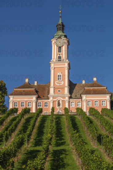 Viticulture, Birnau pilgrimage church, Uhldingen-Mühlhofen, Lake Constance, Baden-Württemberg, Germany, Europe