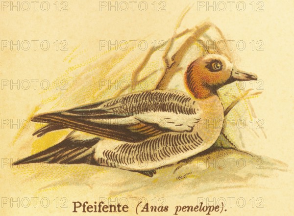 Eurasian wigeon (Anas penelope) or water, swimming, world of birds, historical illustration 1890