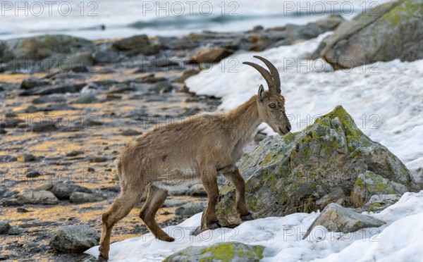 Alpine ibex (Capra ibex), crossing a river, in the morning light, Mont Blanc massif, Chamonix, France, Europe