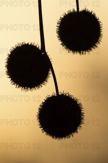 Plane tree, Oriental plane (Platanus orientalis), close-up of fruits against the light, silhouette, Rosensteinpark, Stuttgart, Baden-Württemberg, Germany, Europe