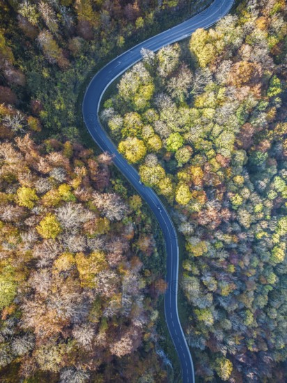 Winding country road through a forest with autumn-coloured trees, Swabian Alb in autumn. Aerial view. Lenningen, Baden-Württemberg, Germany, Europe