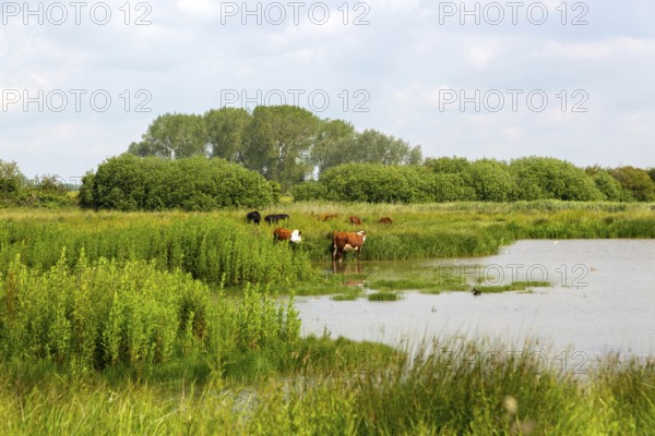Cattle grazing Boyton marshes RSPB wetland, Boyton, Suffolk, England, UK