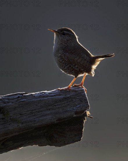 Wren (Troglodytes troglodytes) Snow king, blue hour, singing, mating, third smallest bird in Europe, territorial song, Middle Elbe Biosphere Reserve, Saxony-Anhalt, Germany, Europe