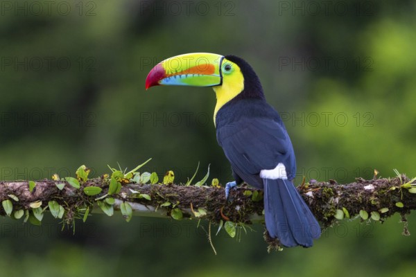Fishing Toucan (Ramphastos sulfurantus), Toucans (Ramphastidae), Laguna del Lagarto Lodge, Alajuela, Costa Rica, Central America