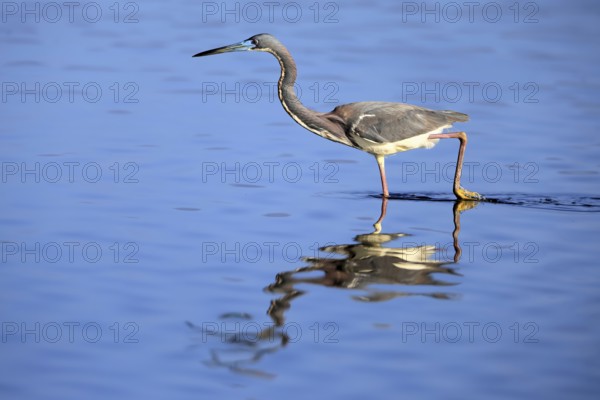 Tricoloured Heron (Egretta tricolor), adult, in the water, foraging, Merritt Island, Black Point Wildlife Drive, Florida, USA, North America