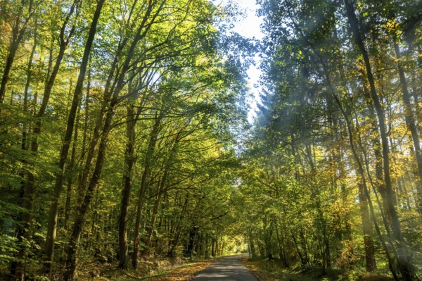 Driving through an autumnal mixed forest, Mecklenburg-Vorpommern, Germany, Europe