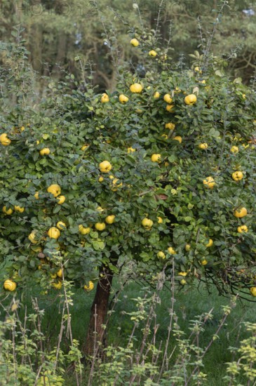 Ripe quinces (Cydonia oblonga) on the tree, Othenstorf, Mecklenburg-Vorpommern, Germany, Europe