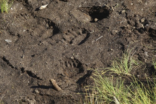 European brown bear (Ursus arctos) paw prints in soft ground, Lapland, Norway, Europe Lapland/Norway, Norway, Europe