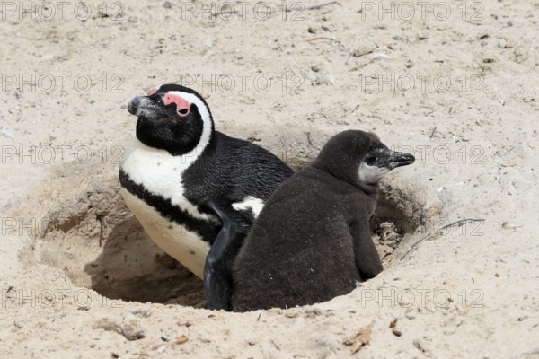 African penguin (Spheniscus demersus), adult with young, at the nest, Boulders Beach, Simonstown, Western Cape, South Africa, Africa