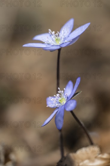 Liverwort (Hepatica nobilis), North Rhine-Westphalia, Germany, Europe