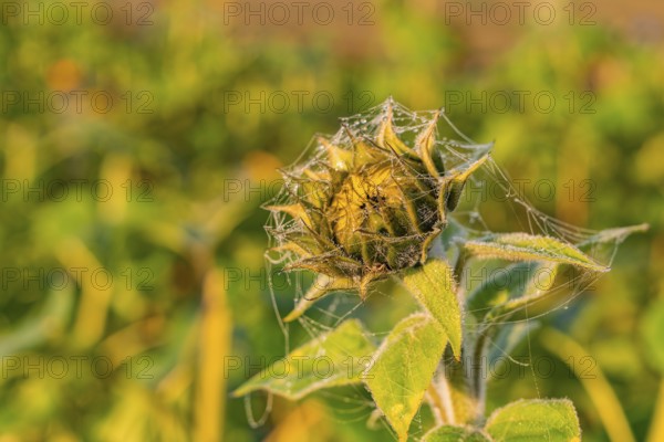 Faded yellow flower with cobwebs in warm sunlight, Gechingen, Black Forest, Germany, Europe
