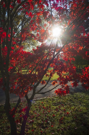 Red coloured leaves of a maple, maple tree, glowing against the light, autumn, autumn atmosphere, main cemetery, Stuttgart, Baden-Württemberg, Germany, Europe