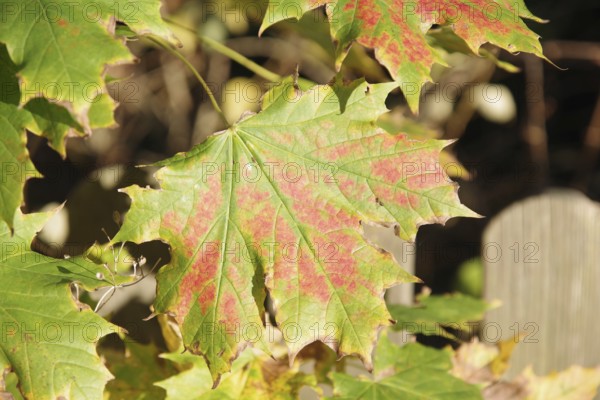 Norway maple (Acer platanoides), deciduous leaf, coloured, autumn, beautiful, close-up of an autumn-coloured maple leaf