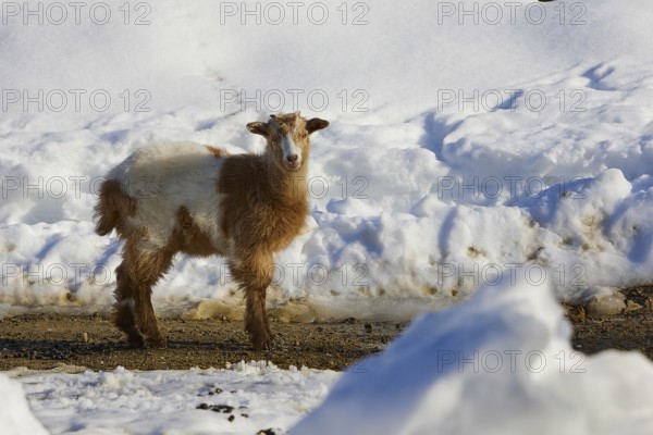 A young goat stands in the snow-covered terrain, near Therissos, Lefka Ori, White Mountains, mountain massif, west, Crete, Greece, Europe