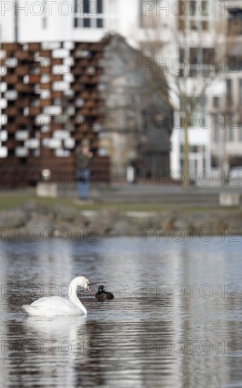 Mute swan (Cygnus olor) swimming in the foreground from the left, in the background blurred Thomas converter or Thomas pear, monument, steel production, Phönixsee, Dortmund, Germany, Europe
