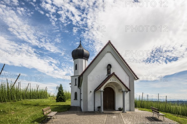 Chapel and hop gardens, hop growing, hop plantation, St George's Chapel, St George's Chapel, Dietmannsweiler, near Tettnang, Upper Swabia, Lake Constance, Baden-Württemberg, Germany, Europe