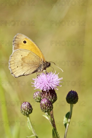 Ox-eye (butterfly), June, Saxony, Germany, Europe