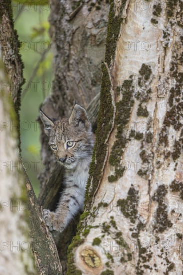 One young (10 weeks old) male Eurasian lynx, (Lynx lynx), climbing in a split tree