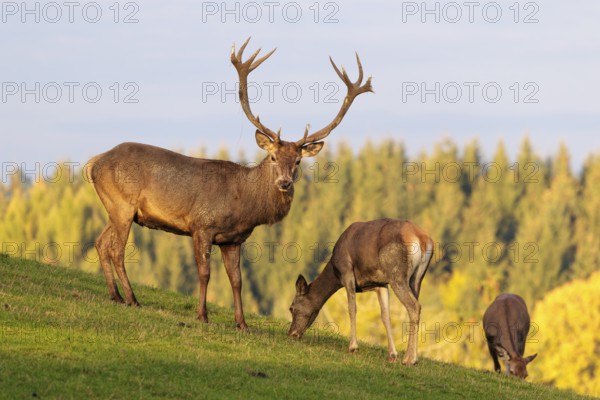 A red deer stag (Cervus elaphus) runs across a meadow in the beautiful morning light, down a hill towards two grazing hinds